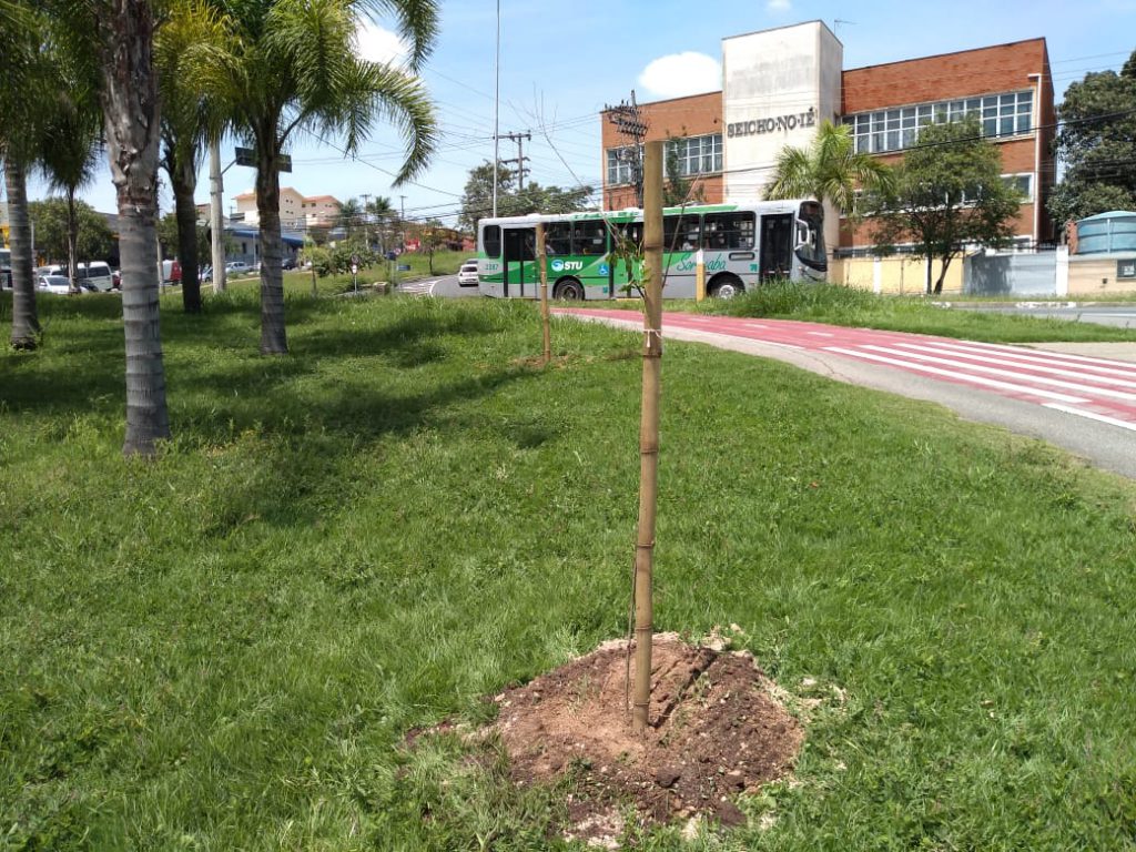 Foto de muda recém plantada de cerejeira japonesa.