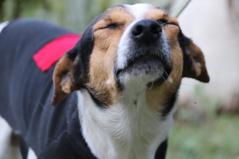 Prefeitura de Sorocaba abre mais vagas para castração gratuita de cães e gatos no mês de novembro