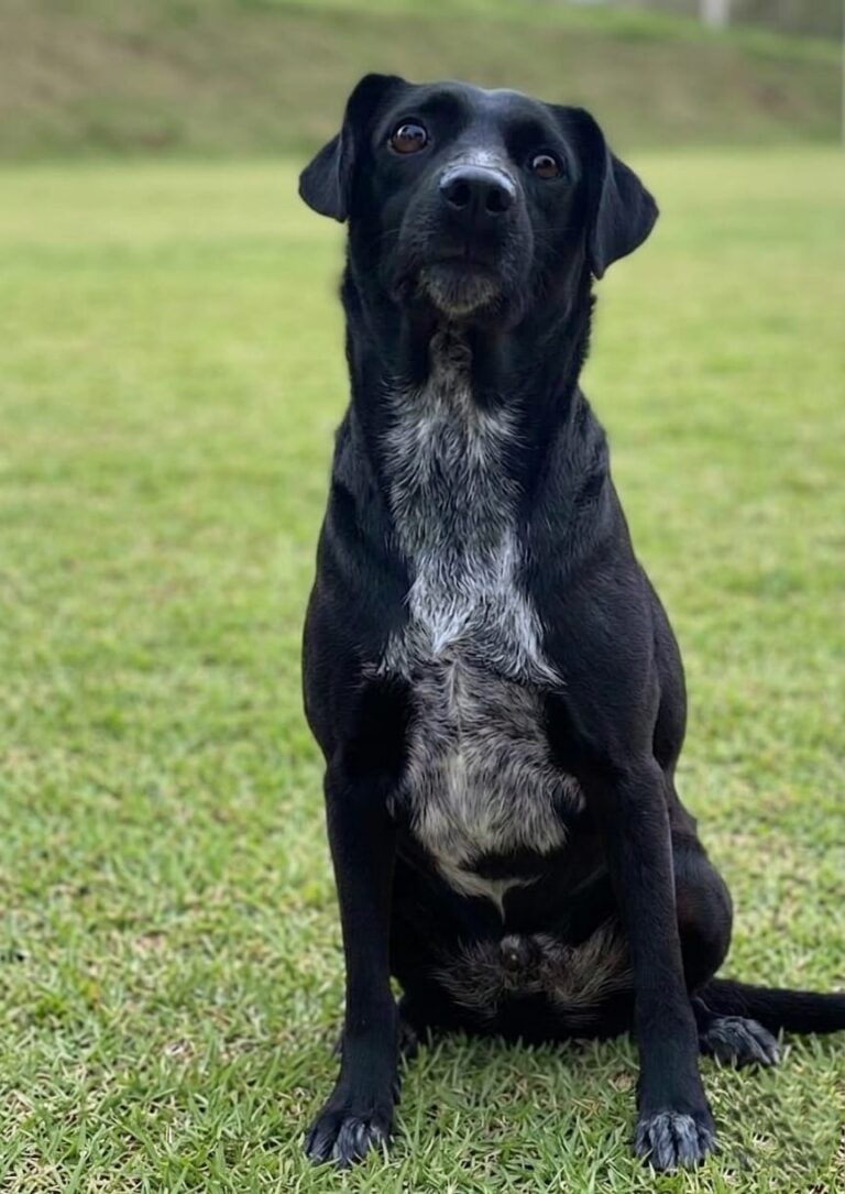 Evento de adoção de cães do Canil Municipal de Sorocaba é levado ao Carrefour Sônia Maria neste sábado (8)