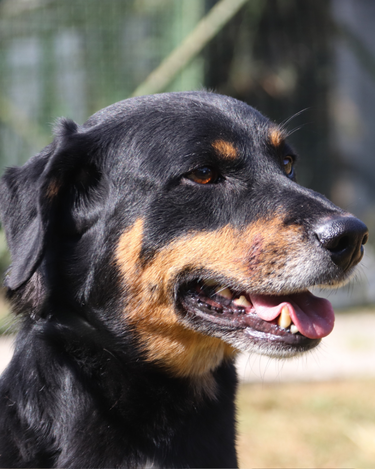 Canil Municipal de Sorocaba é aberto para adoção responsável de cães e gatos no dia 29 de agosto