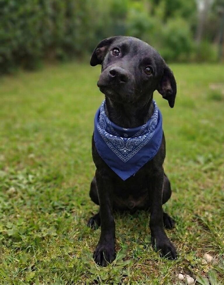 Evento de adoção de cães do Canil Municipal de Sorocaba acontece no Assaí Atacadista neste sábado (22)