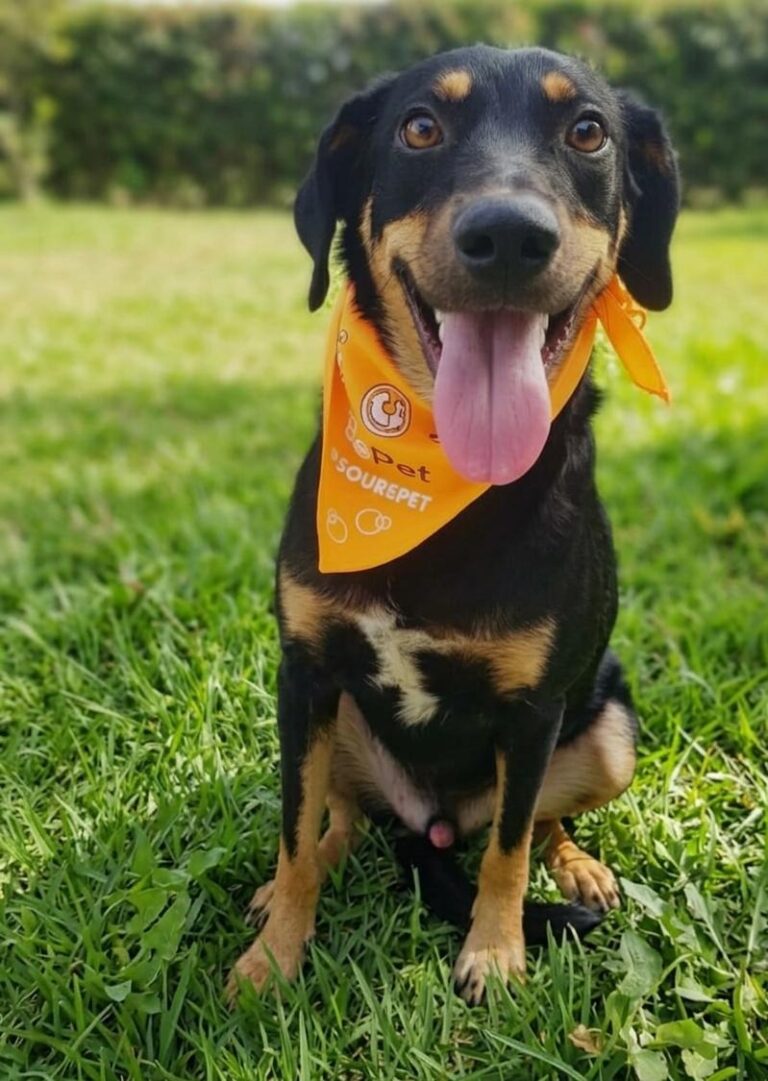 Ceagesp recebe evento de adoção de cães do Canil Municipal de Sorocaba neste sábado (5)